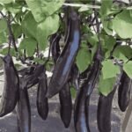 Giant Eggplant Seeds - Image 2