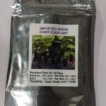 Giant Eggplant Seeds - Image 3